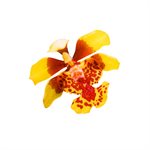 Oncidium Orchid Petal & Leaf Cutter Mini by James Rosselle