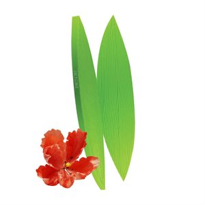 Parrot Tulip Leaf Veiner by James Rosselle